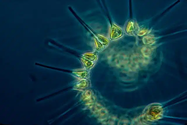Plancton, organismo estudado na Biologia Marinha.