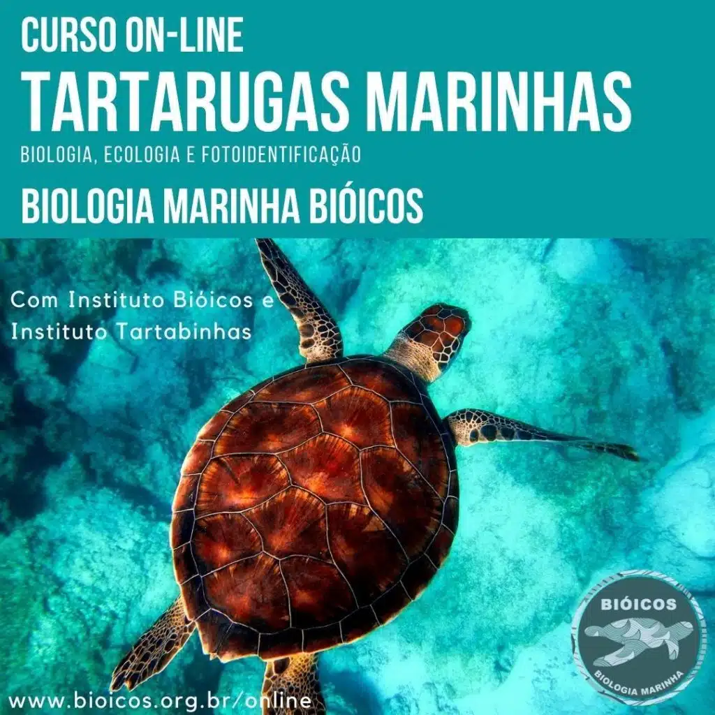 Curso EAD de Tartarugas Marinhas